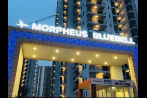 Morpheus Bluebell